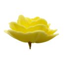 Róża waflowa chińska duża żółta