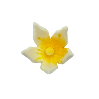 Mała żółta lilia