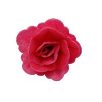 Róża waflowa chińska mała czerwona