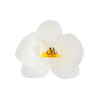 Oblátková orchidea biela
