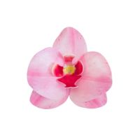 Waflowa orchidea w kolorze różowym