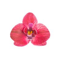 Burgundy wafer orchid