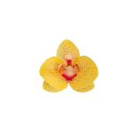 Oblátková orchidea žltá