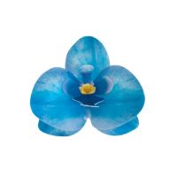 Waflowa orchidea niebieska