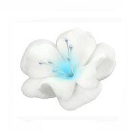 Mała biało-niebieska magnolia