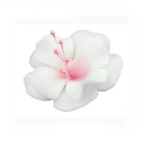 Mała biało-różowa magnolia