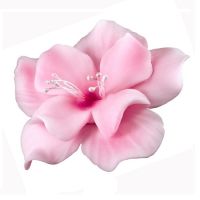 Light pink magnolia