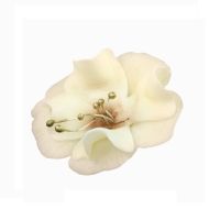 Small cream-chocolate magnolia