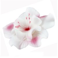 Weiß-rosa Magnolie