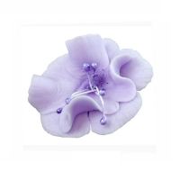 Small purple magnolia