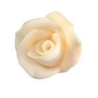 Large cream rose