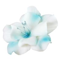 Magnolia biało-niebieska