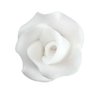 Große weiße Rose