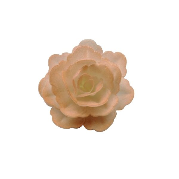 Róża waflowa Chiński średni odcień łososia