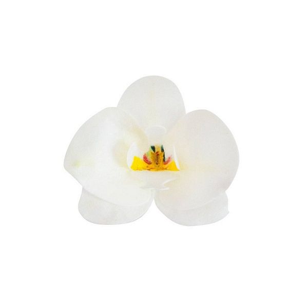 Orchidea opłatkowa biała