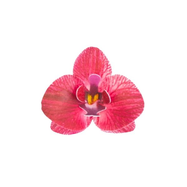 Oblátková orchidea bordová