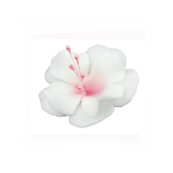 Magnólia malá bielo-ružová
