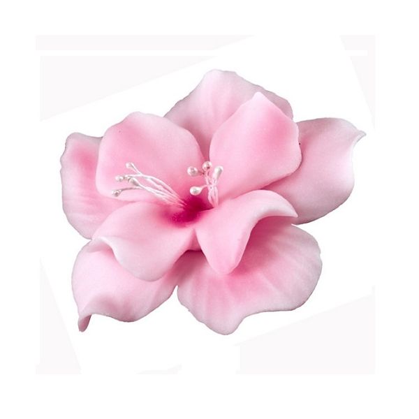 Light pink magnolia