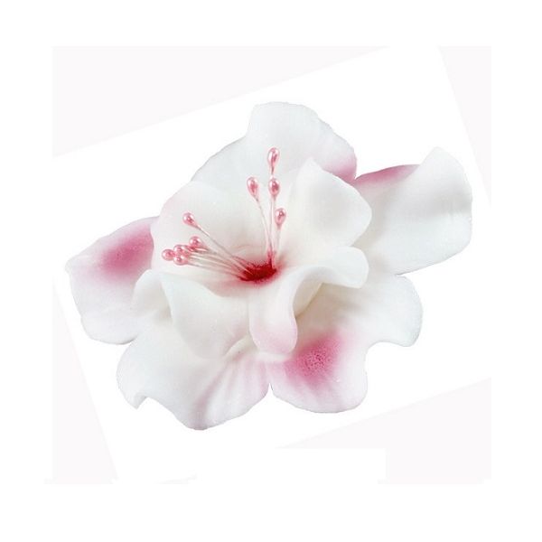 Magnólia bielo-ružová