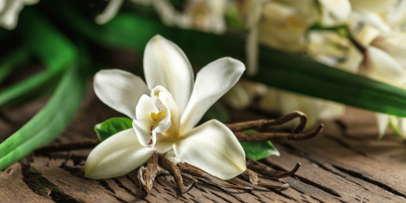 Vanilla - an inconspicuous fragrant miracle